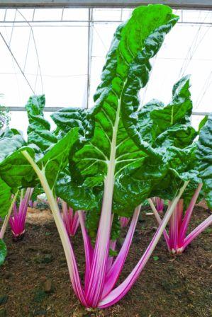 Organic Pink Passion Chard, Beta vulgaris